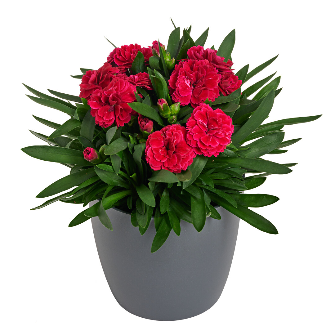 Dianthus caryophyllus Sunflor® Rinjani