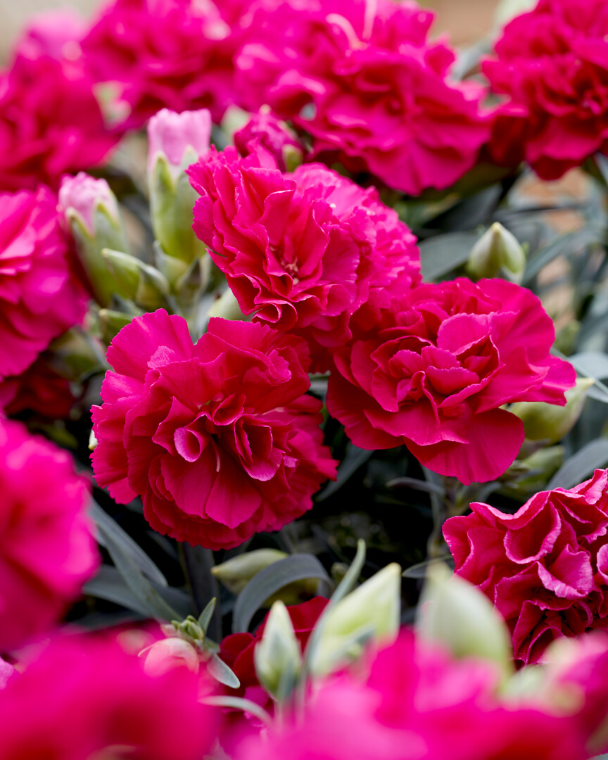 Dianthus caryophyllus Flow® Florida Bay