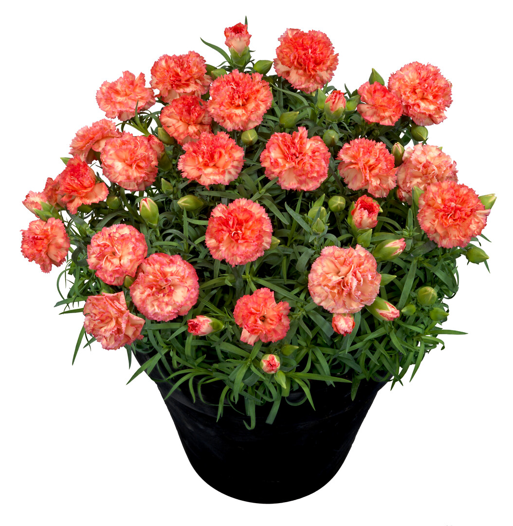 Dianthus caryophyllus Flow® Palm Beach