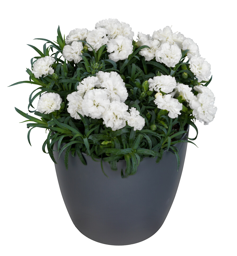Dianthus caryophyllus Flow® Pearl Beach