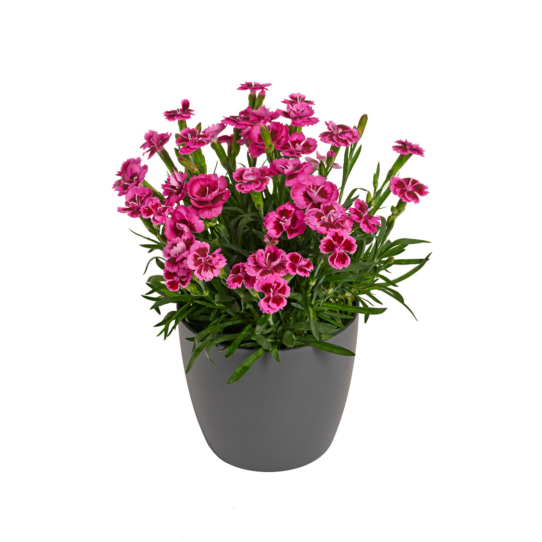 Dianthus caryophyllus Picture Perfect®
