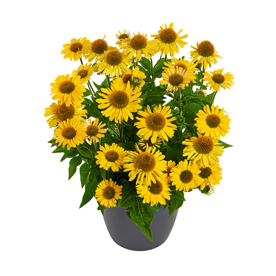 Echinacea hybrid MOOODZ® Amaze