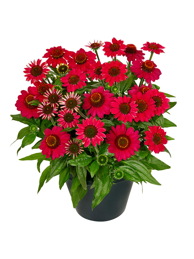 Echinacea hybrid MOOODZ® Flirty