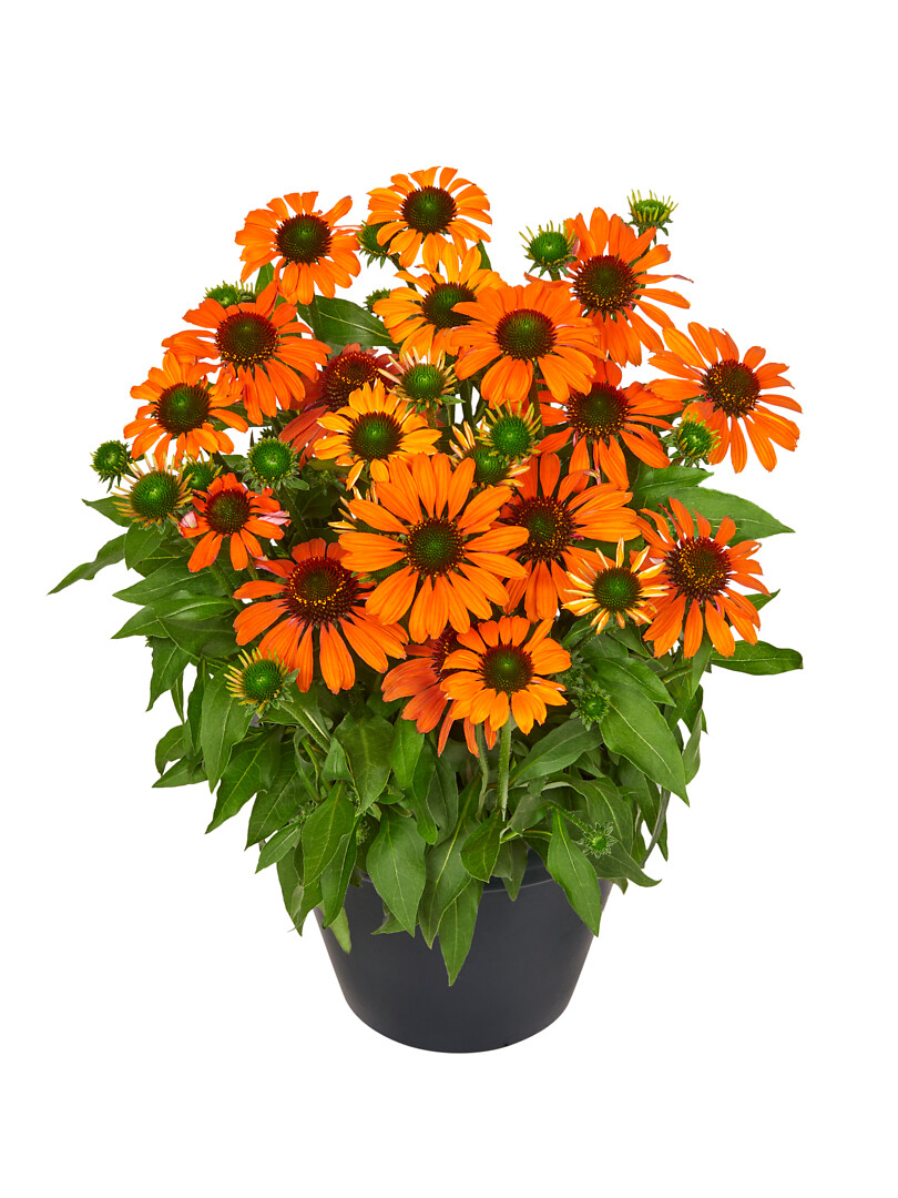 Echinacea hybrid MOOODZ® Fearless