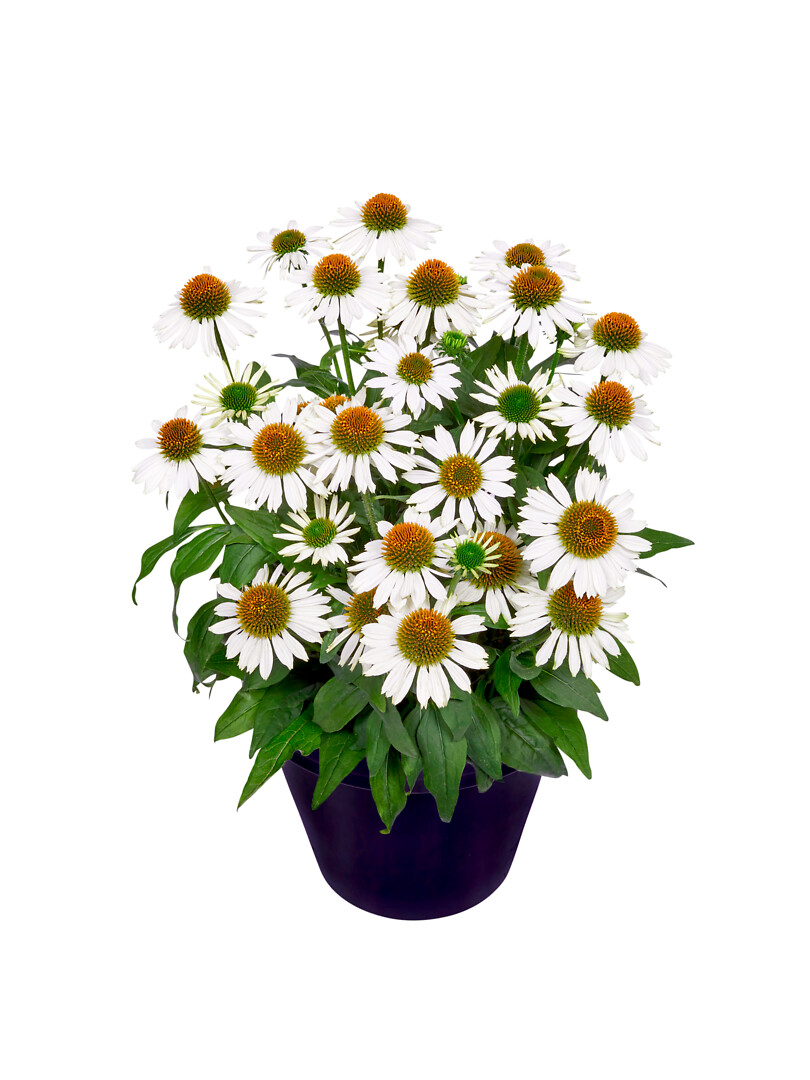 Echinacea hybrid MOOODZ® Serenity