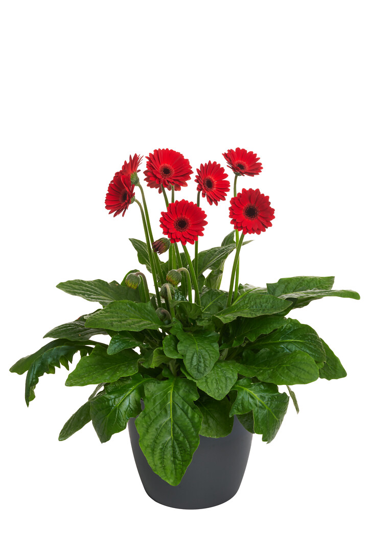 Gerbera hybrid Garvinea® Sweet Chili
