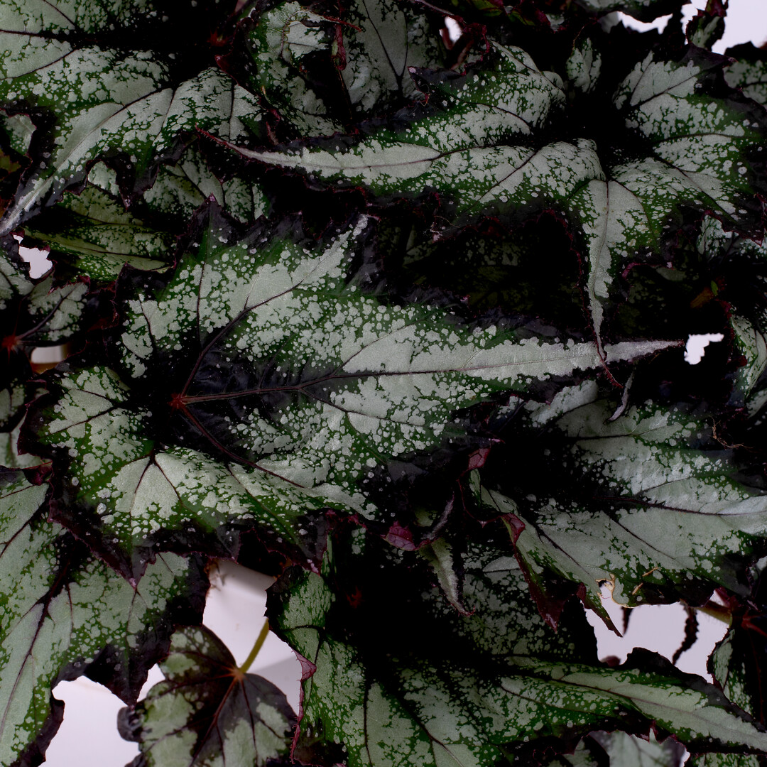 Begonia rex hybrid Special Collection Green Valley®