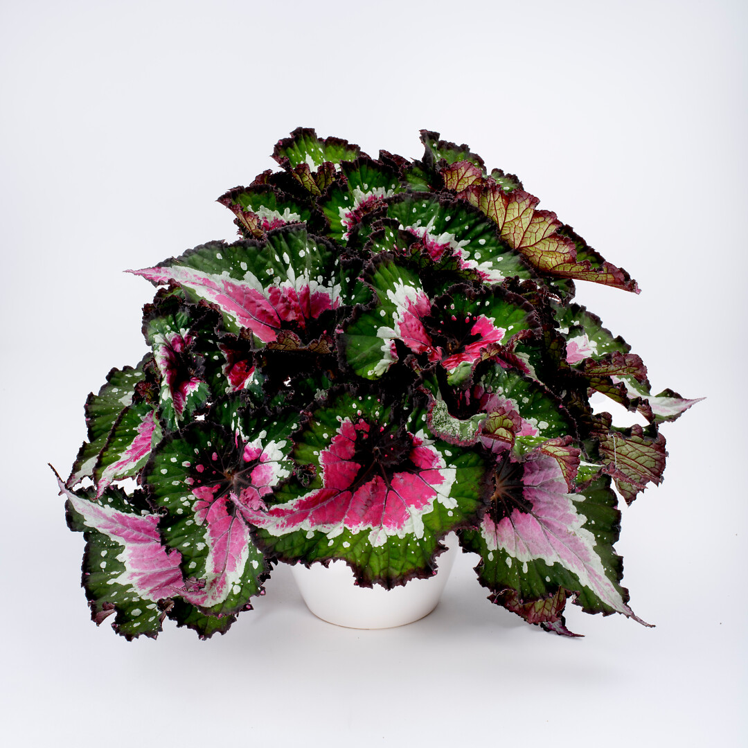 Begonia rex hybrid Special Collection Purple Blush®