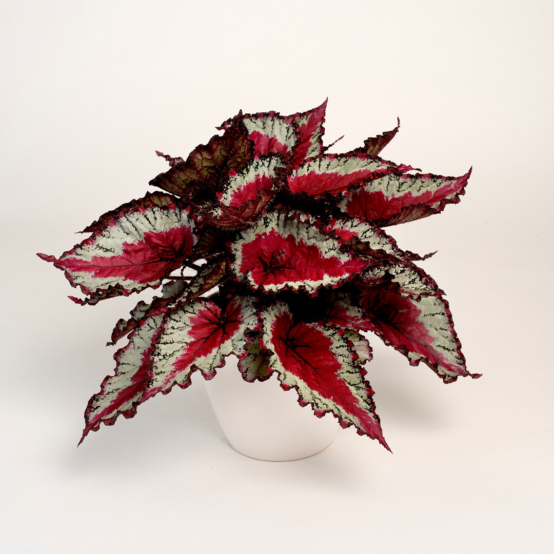 Begonia rex hybrid Special Collection Caribbean Night®