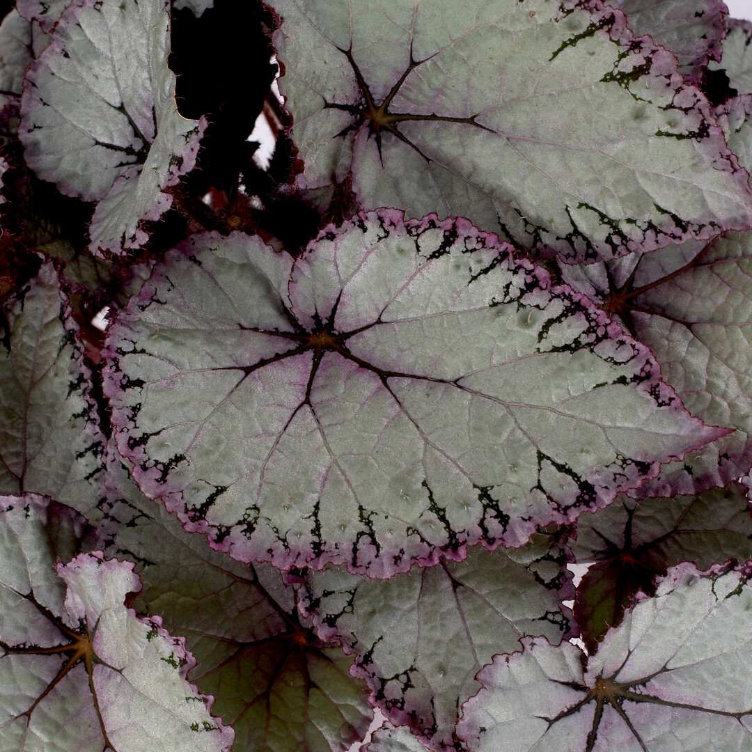 Begonia rex hybrid Special Collection Hawaiian Silver®