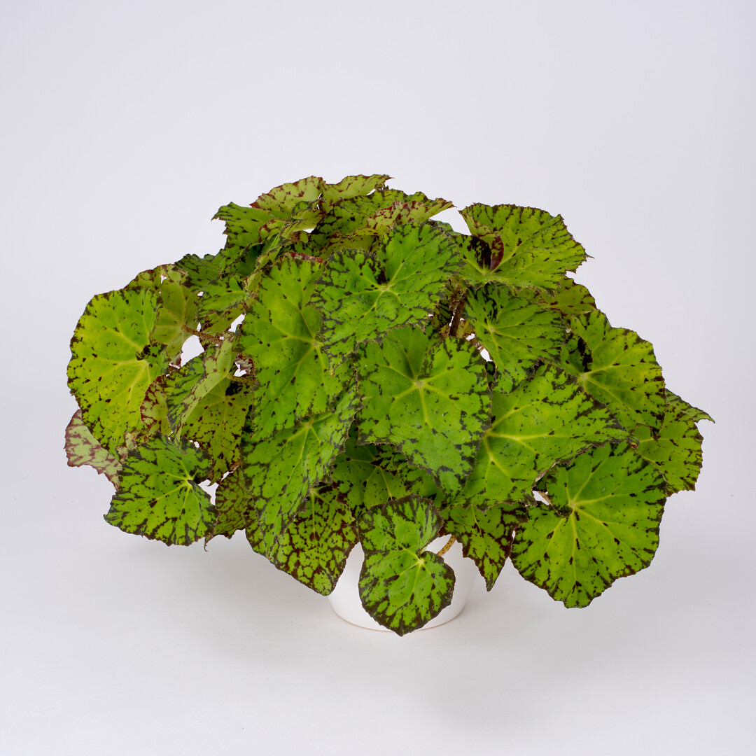 Begonia rex hybrid Special Collection Lime Fever®
