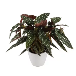 Begonia maculata Spotlight Spotlight Green®