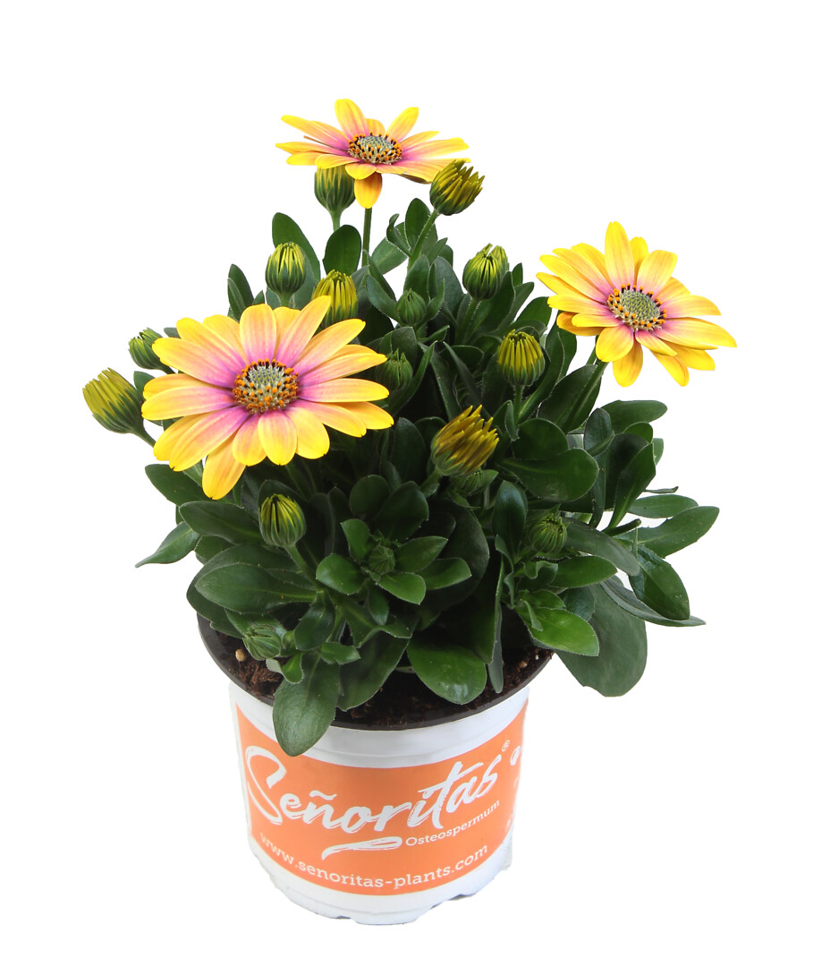 Osteospermum ecklonis Señorita® Bonita
