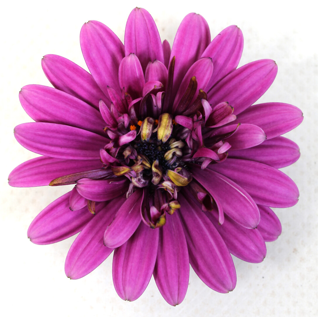 Osteospermum ecklonis Señorita® Double Violet
