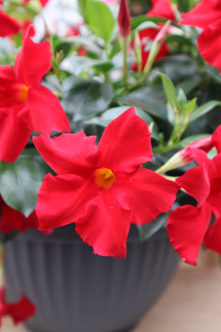 Mandevilla sanderi Sundaville® Bordeaux