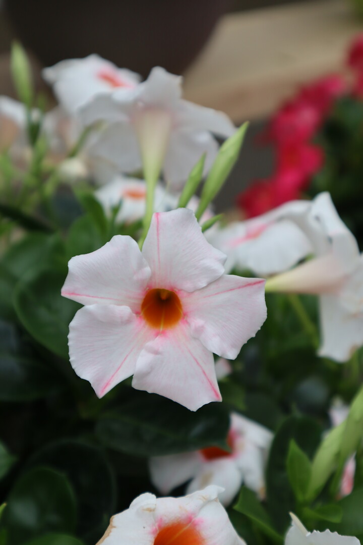 Mandevilla sanderi Sundaville® Early Cream Pink