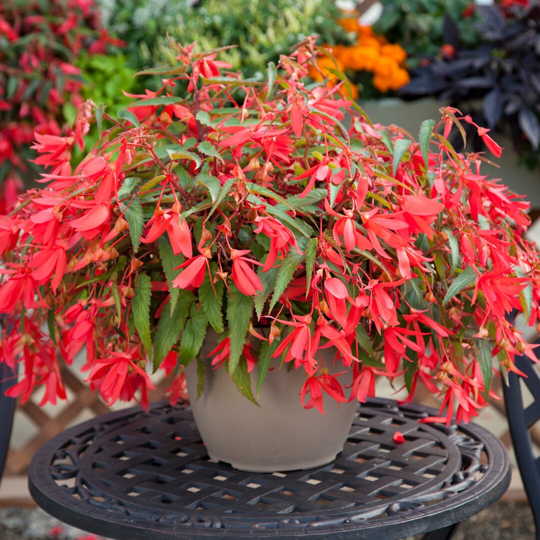 Begonia boliviensis Bossa Nova Rose