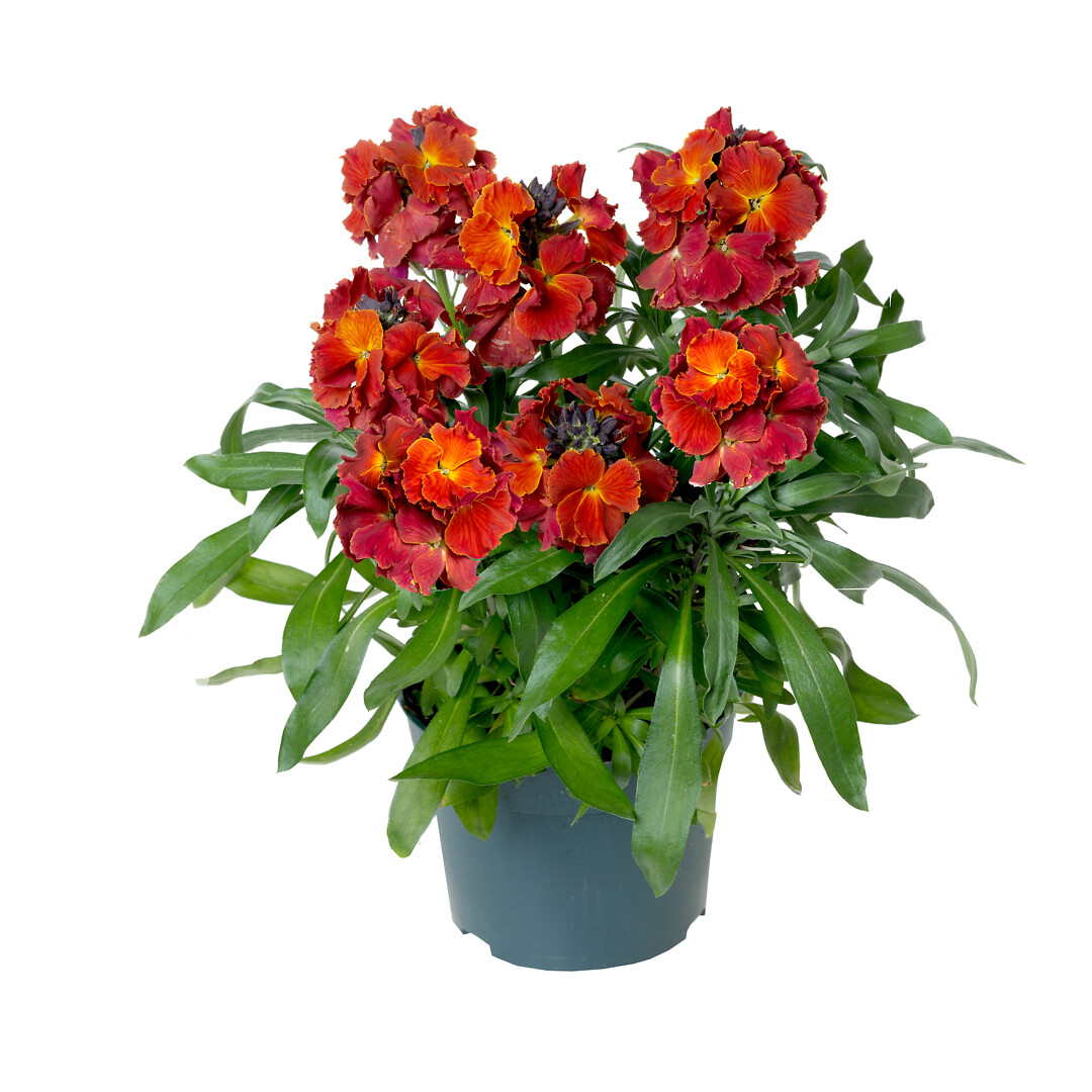 Erysimum Erysistible Fire