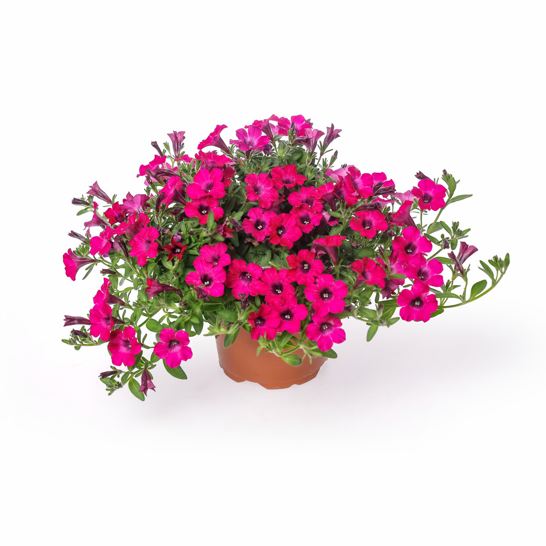 Petunia hybrid Itsy Magenta