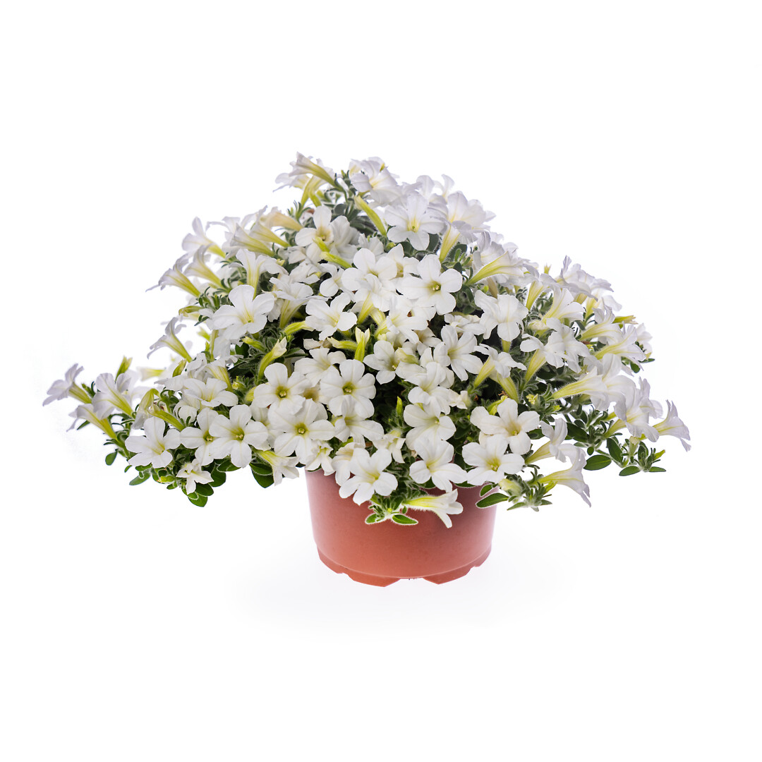 Petunia hybrid Itsy White