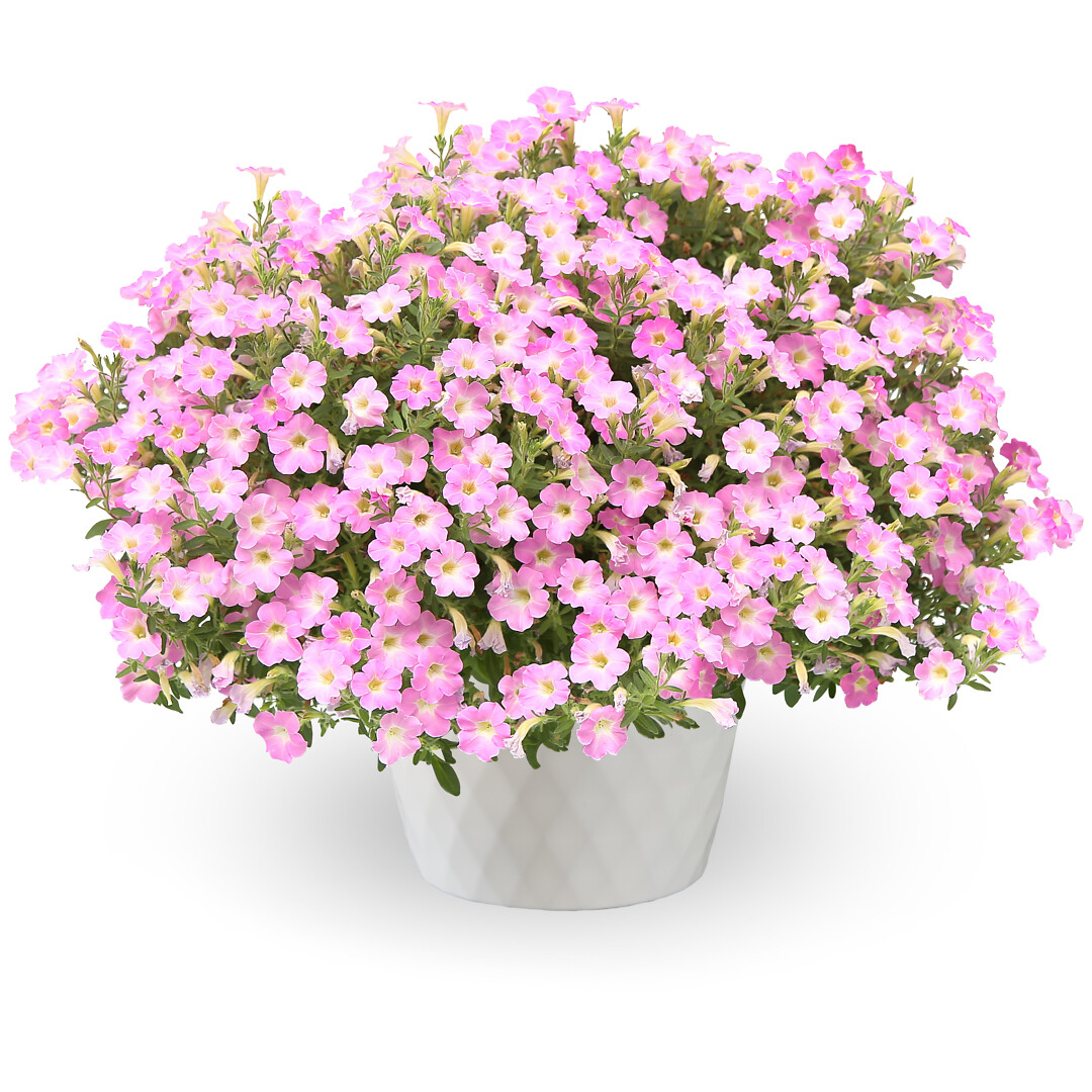 Petunia hybrid Itsy Light Pink