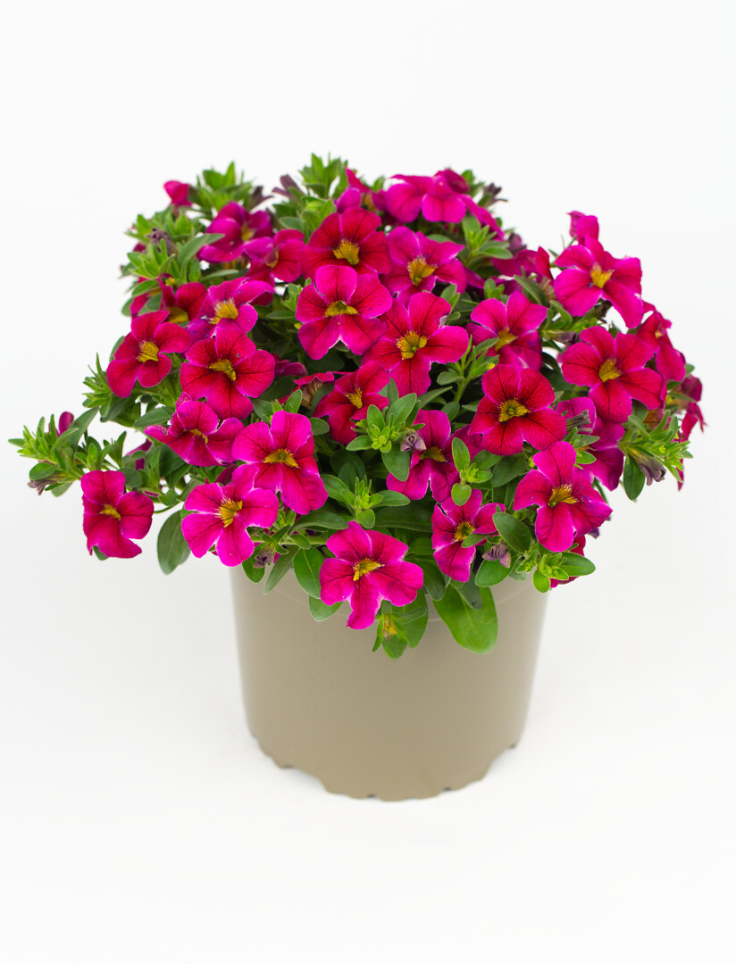 Calibrachoa Calitastic® Bright Purple