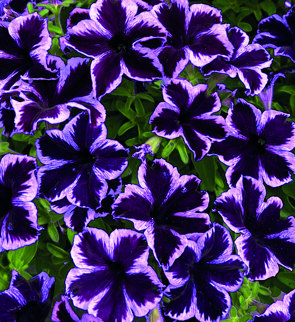 Petunia hybrid Crazytunia® Cosmic Violet
