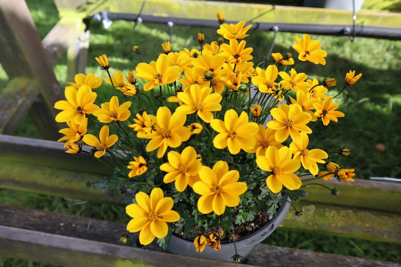 Bidens ferulifolia Golden Empire™