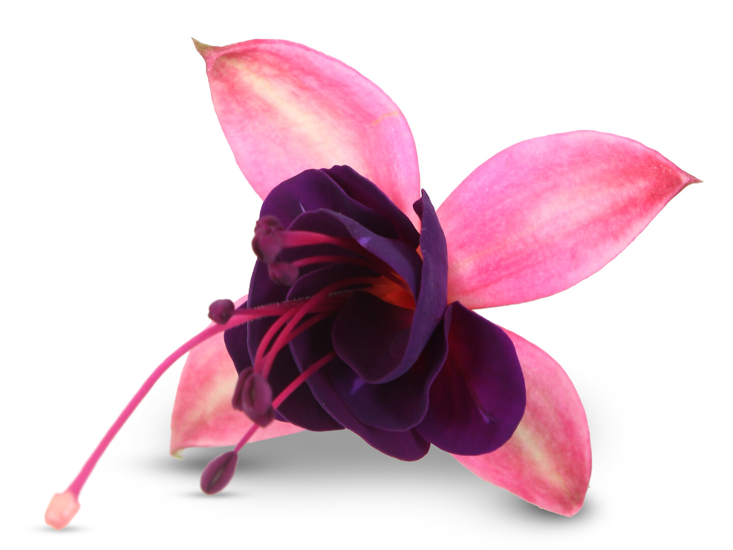 Fuchsia hybrid Bella Fuchsia® Georgia
