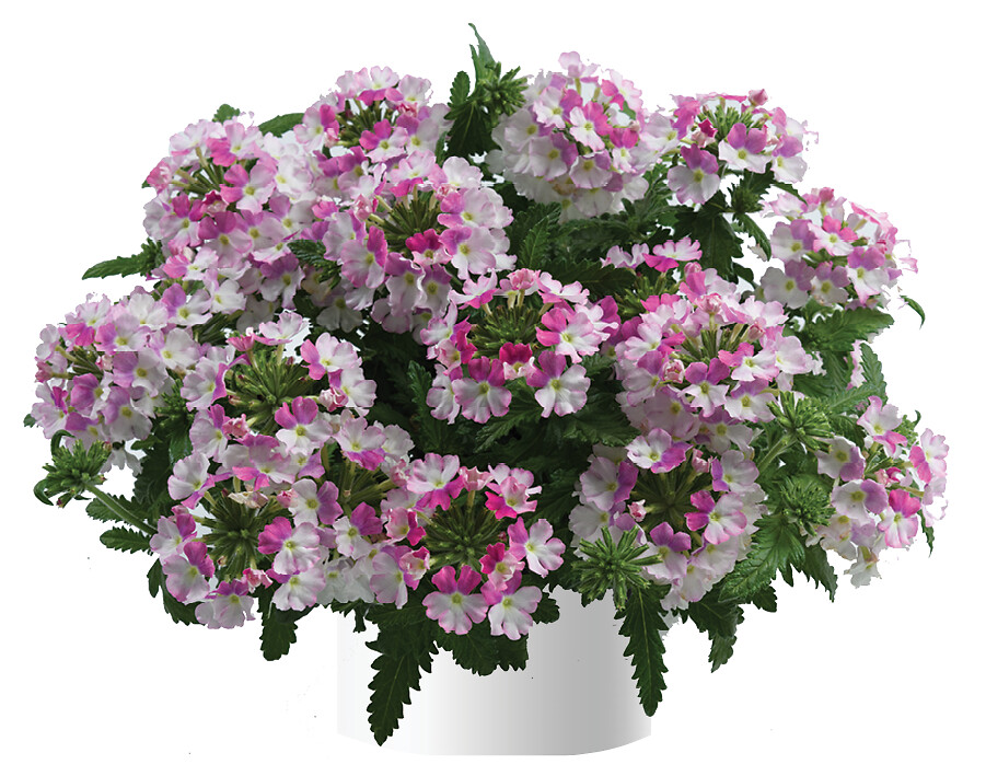 Verbena hybrida Vanessa™ Compact Bicolor Rose