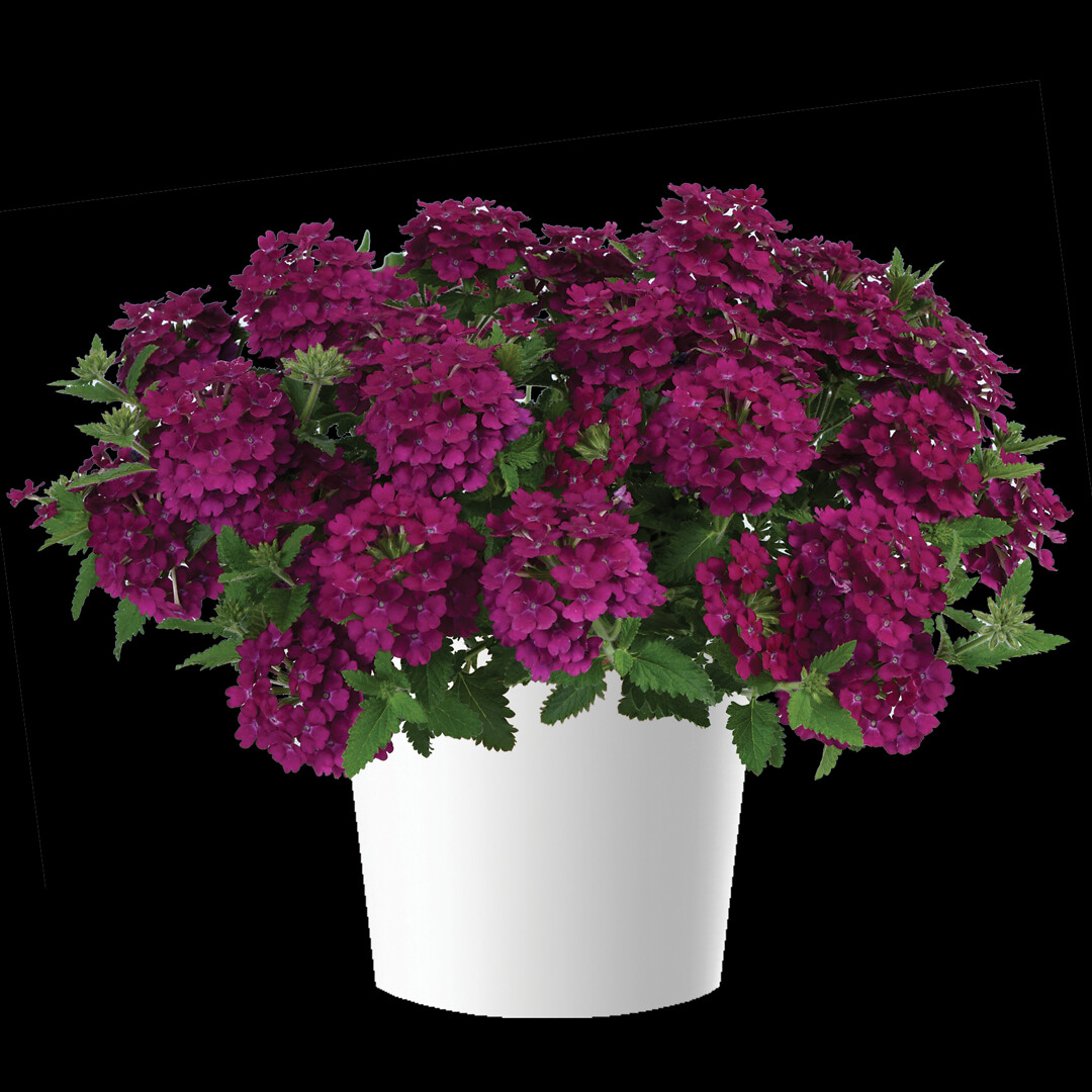 Verbena hybrida Vanessa™ Compact Bordeaux