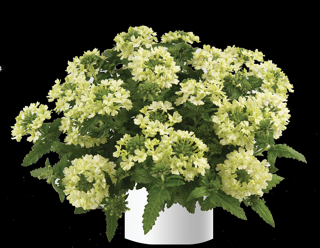 Verbena hybrida Vanessa™ Compact Lime