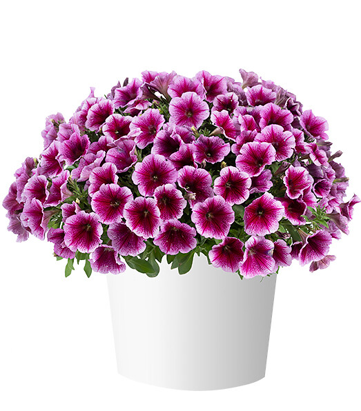 Petunia x atkinsiana Capella™  Fuchsia Lace