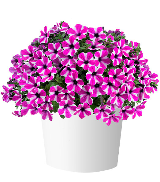 Petunia x atkinsiana Capella™ Magenta Diamond