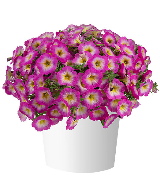 Petunia x atkinsiana Capella™ Pink Morn