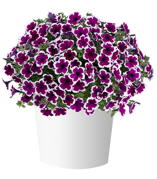 Petunia x atkinsiana Capella™ Rim Raspberry