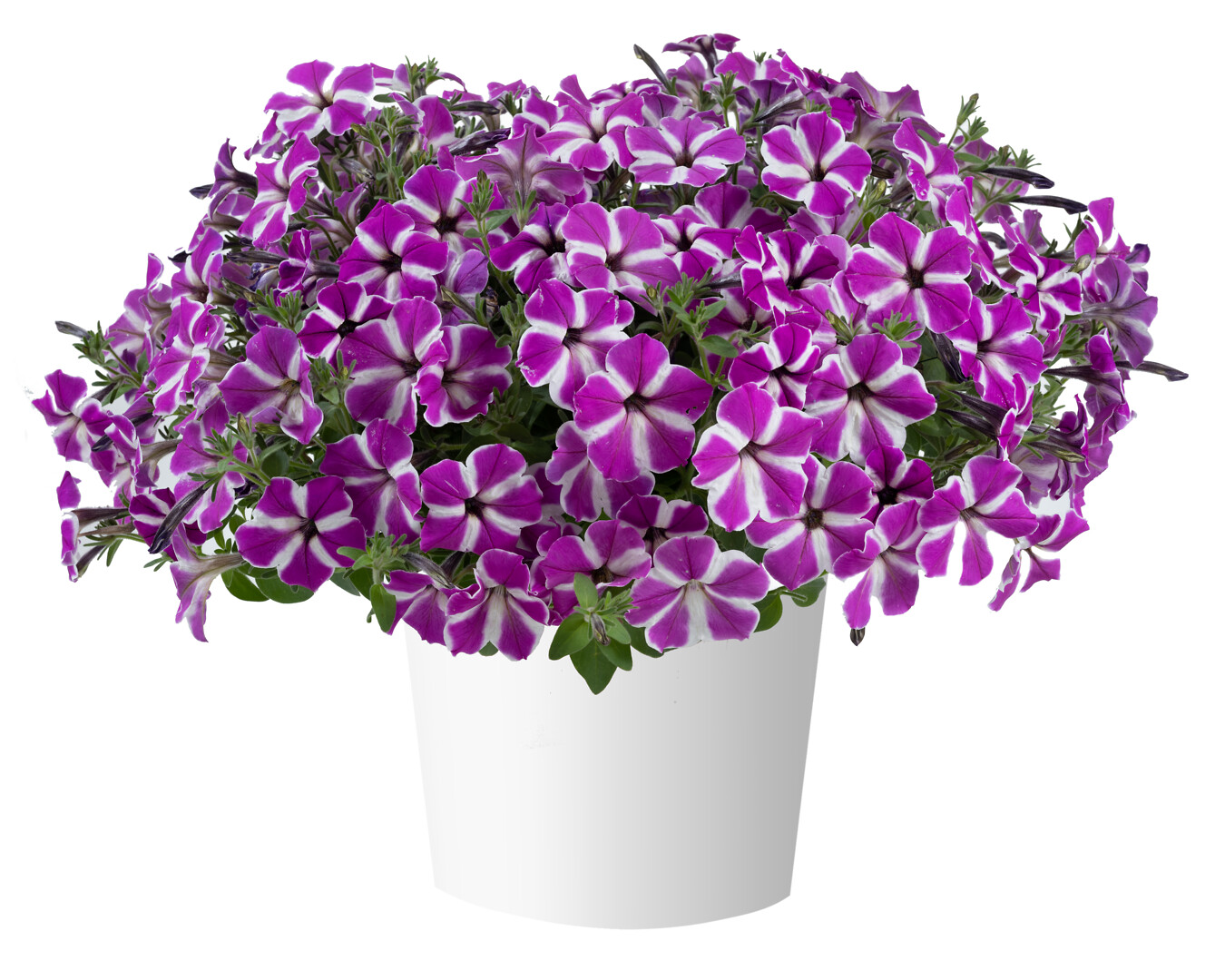 Petunia x atkinsiana Cascadias™ Fuchsia Gem