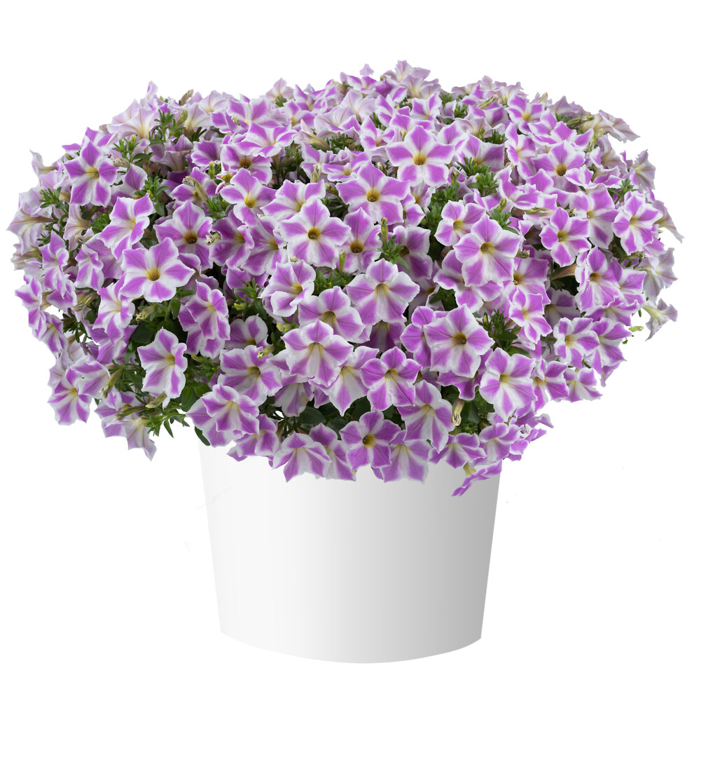 Petunia x atkinsiana Cascadias™ Lilac Frost