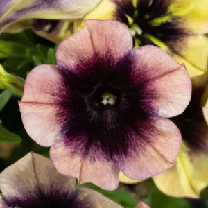 Petunia x atkinsiana Ray™ Shadow