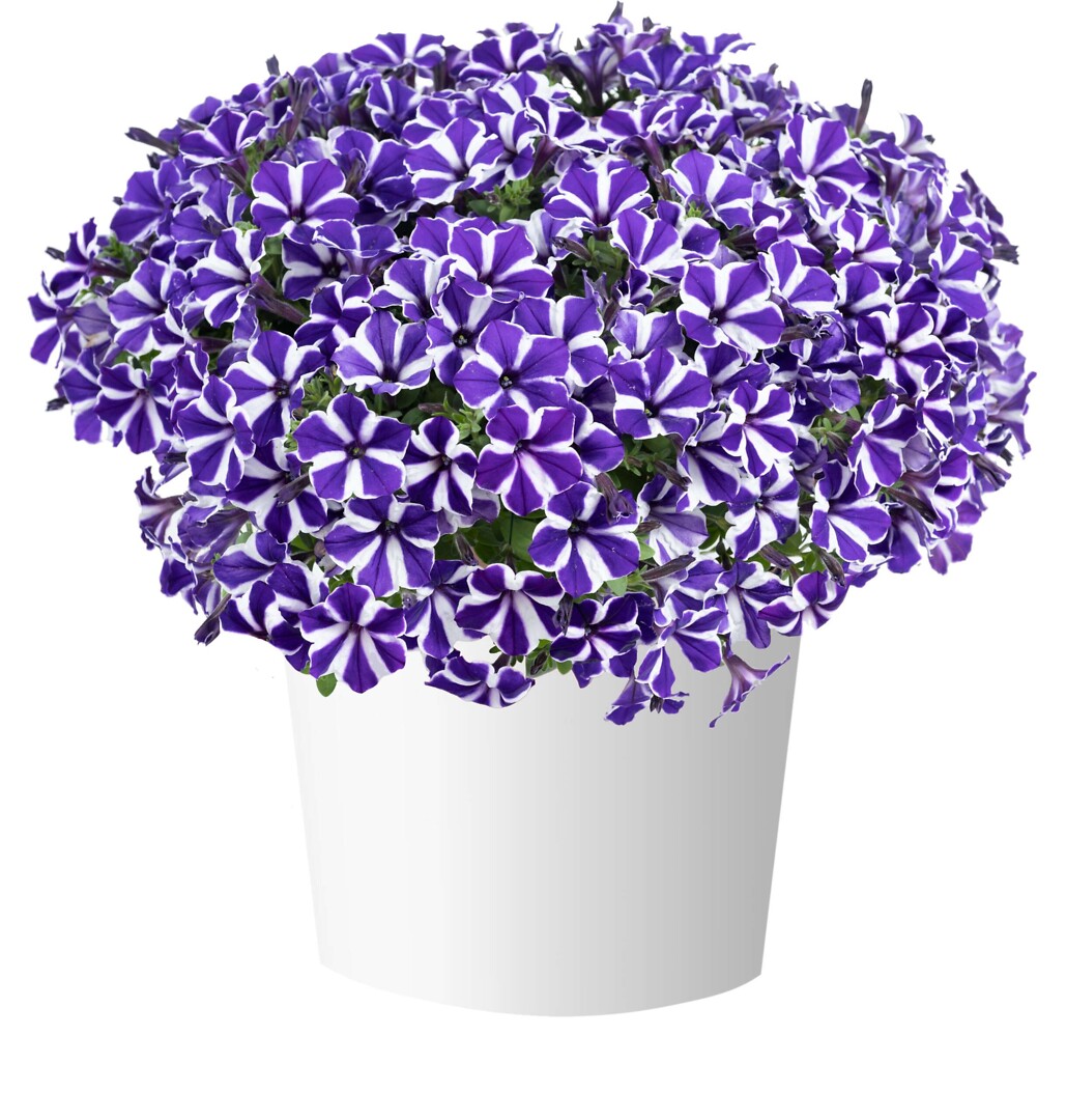 Petunia x atkinsiana Red Carpet Blue Diamond
