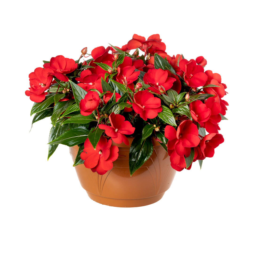 Impatiens interspesific Spectra Red