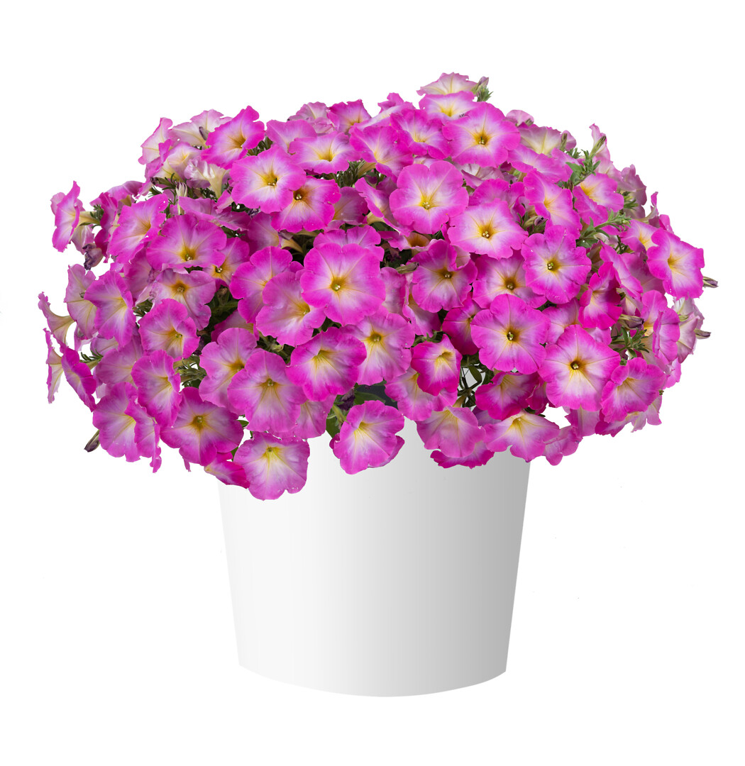 Petunia x atkinsiana Cascadias™ Fantasy Hot Pink Imp