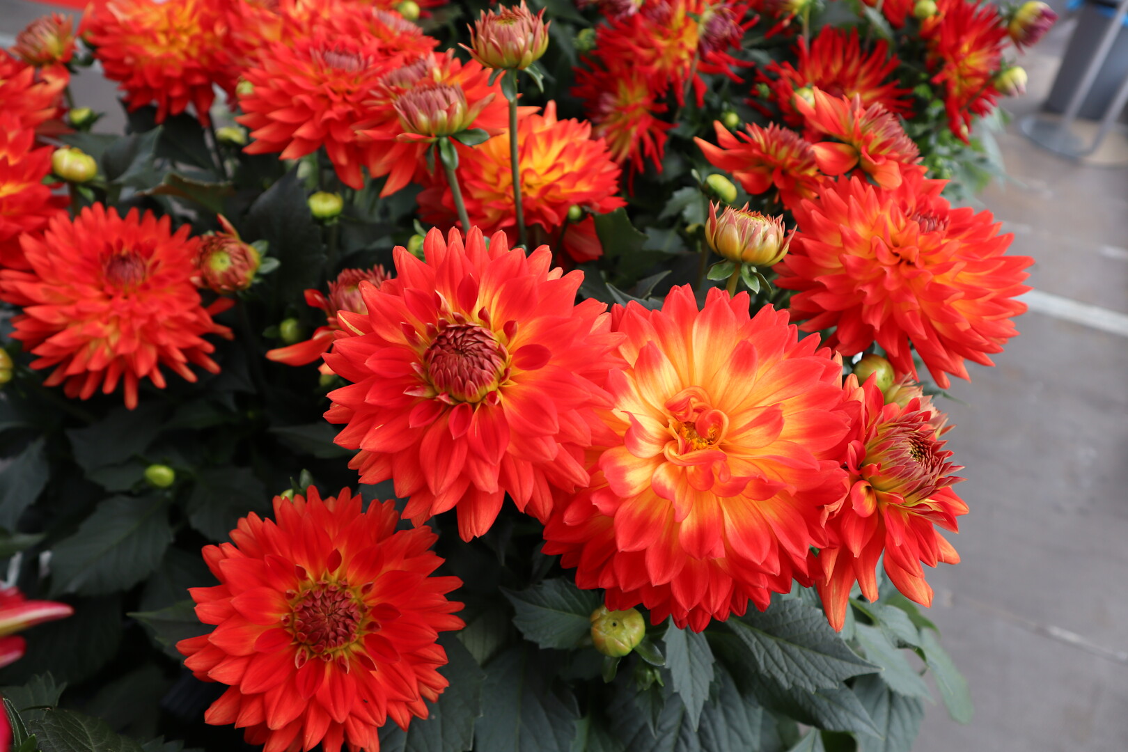 Dahlia x hortensis Labella® Maggiore Fun Flame