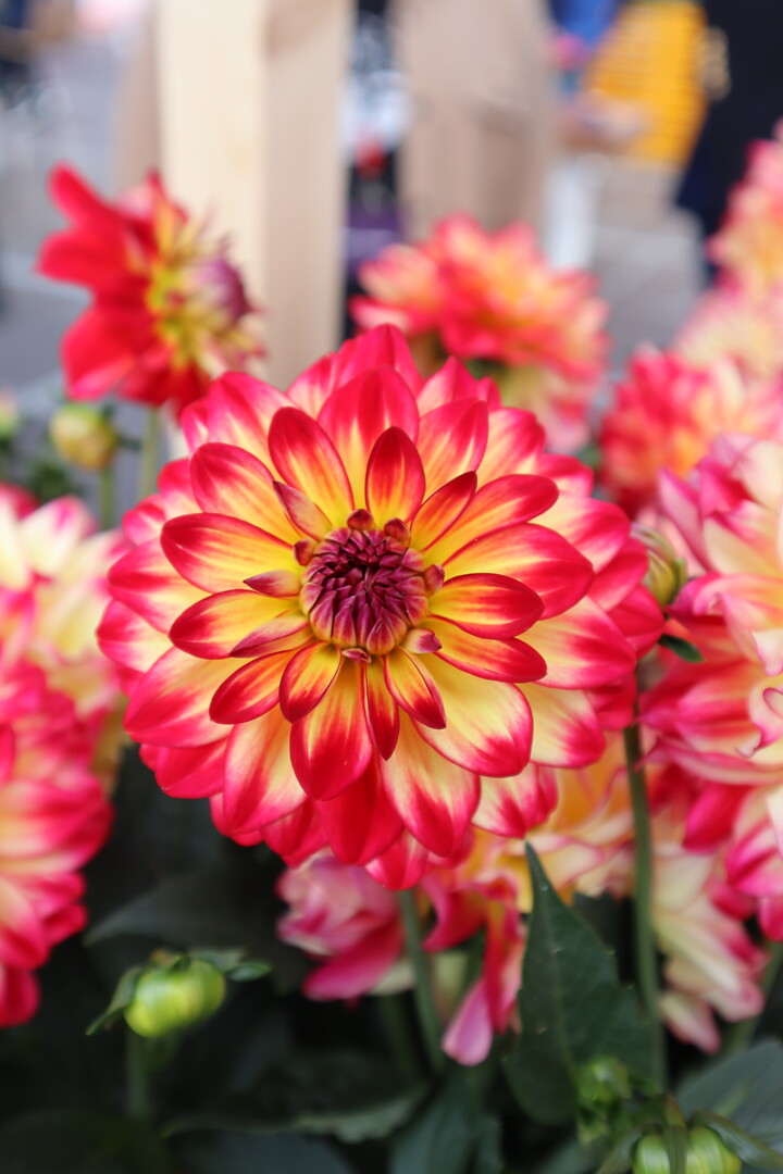 Dahlia x hortensis Labella ® Maggiore Fun Pomegranate
