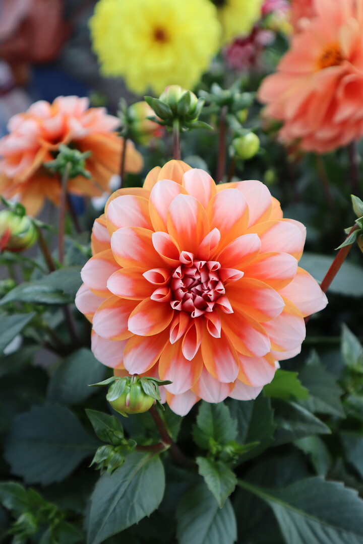 Dahlia x hortensis Labella® Grande Fun Caramel