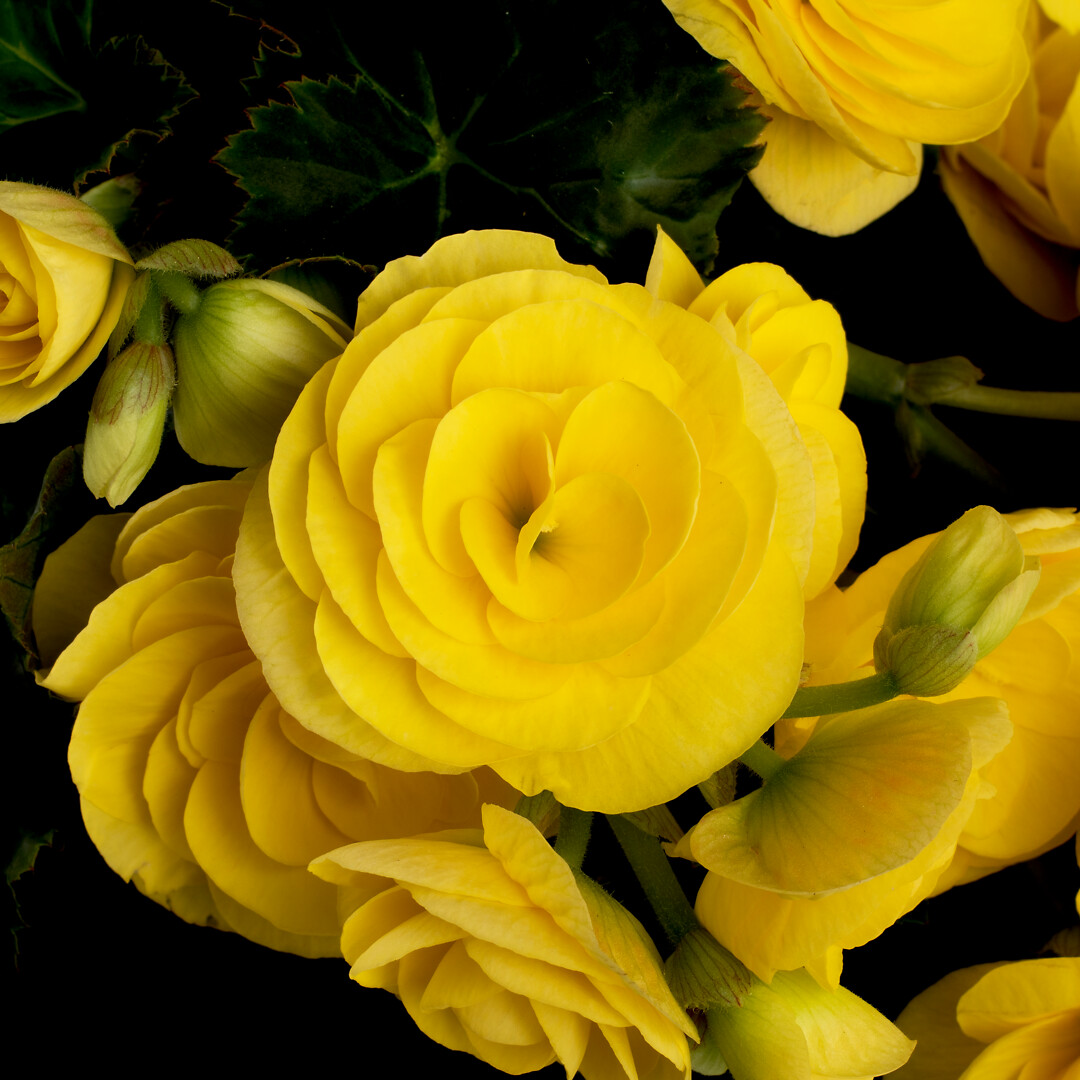 Begonia elatior hybrid Hailey Yellow®