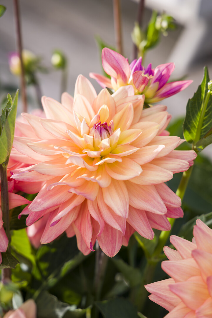 Dahlia x hortensis Sincerity Peach