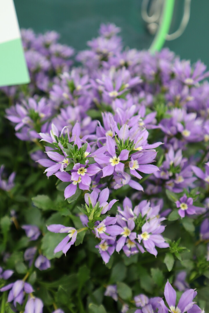 Scaevola aemula Stardiva® Star Blue