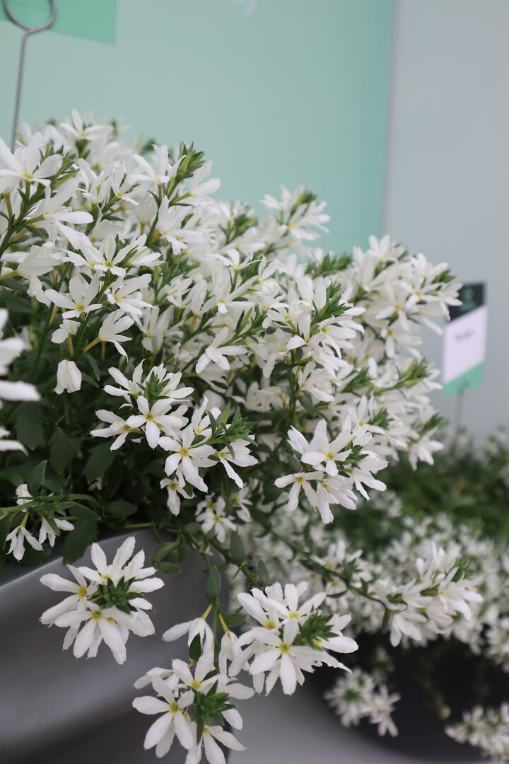 Scaevola aemula Stardiva® Star White