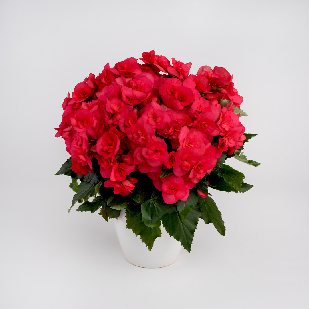 Begonia elatior hybrid Hanna®